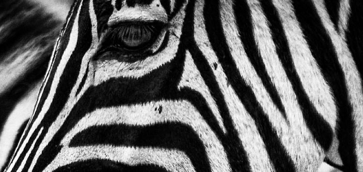 Looking for Cydia alternative? Zebra 1.0 stable finally goes live Looking for Cydia alternative? Zebra 1.0 stable finally goes live